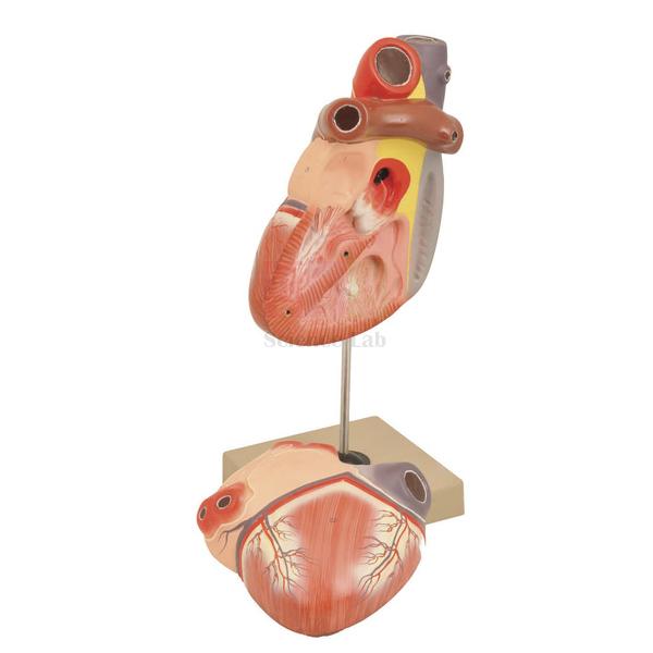 Heart 3 times Natural Size Model